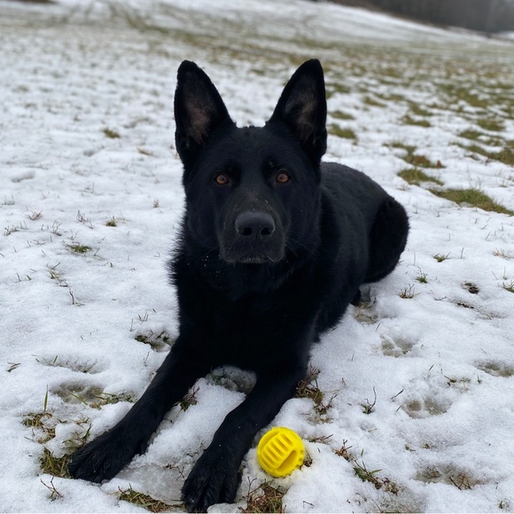 Meet your Posher, Keki - Picture 3 of 5